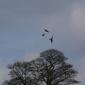 Buzzards over the Old Manor site by Danny Mitchell